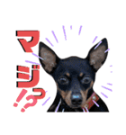 名犬サクちゃん6（個別スタンプ：18）