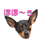 名犬サクちゃん6（個別スタンプ：23）