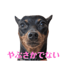 名犬サクちゃん6（個別スタンプ：26）