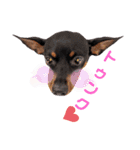 名犬サクちゃん6（個別スタンプ：28）