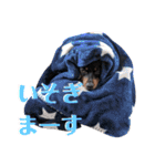 名犬サクちゃん6（個別スタンプ：29）