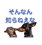 名犬サクちゃん6（個別スタンプ：30）