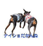 名犬サクちゃん6（個別スタンプ：31）