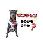 名犬サクちゃん6（個別スタンプ：34）