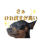 名犬サクちゃん6（個別スタンプ：39）