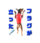 名犬サクちゃん6（個別スタンプ：40）