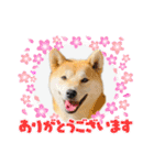 柴犬 雷くん（個別スタンプ：1）