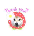 柴犬 雷くん（個別スタンプ：2）
