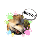 柴犬 雷くん（個別スタンプ：3）