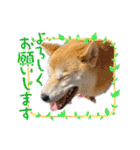 柴犬 雷くん（個別スタンプ：4）