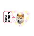 柴犬 雷くん（個別スタンプ：6）