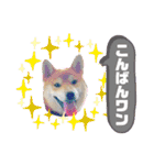 柴犬 雷くん（個別スタンプ：7）