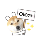 柴犬 雷くん（個別スタンプ：10）