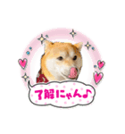 柴犬 雷くん（個別スタンプ：11）