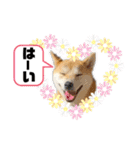 柴犬 雷くん（個別スタンプ：12）
