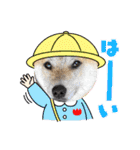 柴犬 雷くん（個別スタンプ：13）