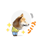 柴犬 雷くん（個別スタンプ：14）