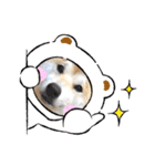 柴犬 雷くん（個別スタンプ：15）