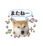 柴犬 雷くん（個別スタンプ：16）