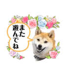 柴犬 雷くん（個別スタンプ：17）