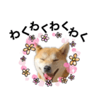 柴犬 雷くん（個別スタンプ：18）