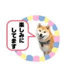 柴犬 雷くん（個別スタンプ：19）