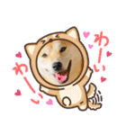 柴犬 雷くん（個別スタンプ：20）