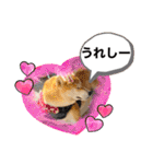 柴犬 雷くん（個別スタンプ：21）