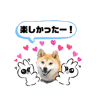 柴犬 雷くん（個別スタンプ：22）
