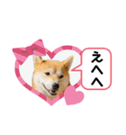 柴犬 雷くん（個別スタンプ：23）