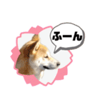 柴犬 雷くん（個別スタンプ：24）
