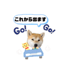 柴犬 雷くん（個別スタンプ：26）