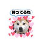 柴犬 雷くん（個別スタンプ：27）