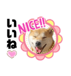 柴犬 雷くん（個別スタンプ：28）