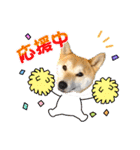柴犬 雷くん（個別スタンプ：29）