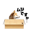 柴犬 雷くん（個別スタンプ：30）
