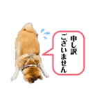 柴犬 雷くん（個別スタンプ：31）