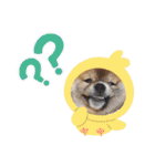 柴犬 雷くん（個別スタンプ：33）