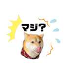 柴犬 雷くん（個別スタンプ：34）