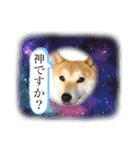 柴犬 雷くん（個別スタンプ：35）