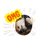 柴犬 雷くん（個別スタンプ：36）