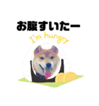 柴犬 雷くん（個別スタンプ：37）
