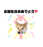 柴犬 雷くん（個別スタンプ：38）