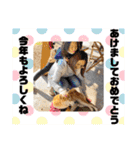 柴犬 雷くん（個別スタンプ：39）