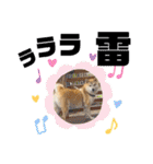 柴犬 雷くん（個別スタンプ：40）