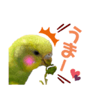 お家のインコさん3（Ouchino inko3）（個別スタンプ：1）