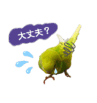 お家のインコさん3（Ouchino inko3）（個別スタンプ：3）