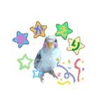 お家のインコさん3（Ouchino inko3）（個別スタンプ：4）