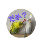 お家のインコさん3（Ouchino inko3）（個別スタンプ：7）