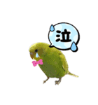 お家のインコさん3（Ouchino inko3）（個別スタンプ：8）